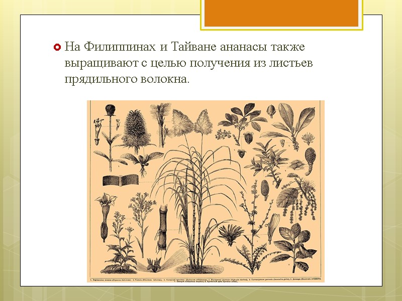 На Филиппинах и Тайване ананасы также выращивают с целью получения из листьев прядильного волокна.